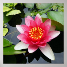 Pretty Pink Waterlily Posters
