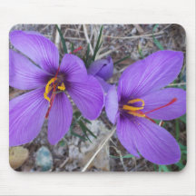 Pretty Purple Crocus Mouse Pads