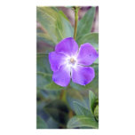 pretty purple flower  photo card
