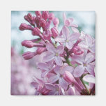 Pretty Purple Lilacs Magnets