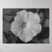 Pretty Purple Petunia Print