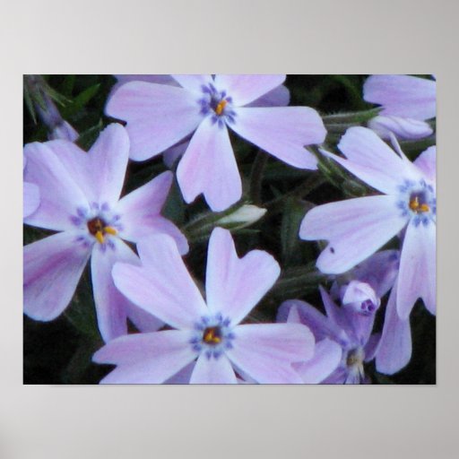 Pretty Purple Phlox Poster