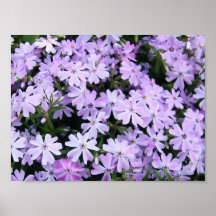 Pretty Purple Phlox Posters