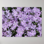 Pretty Purple Phlox Posters