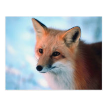 Pretty Red Fox Post Card