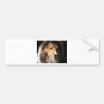 Pretty sheltie face bumper sticker