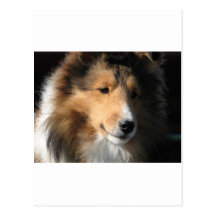 Pretty sheltie face postcard