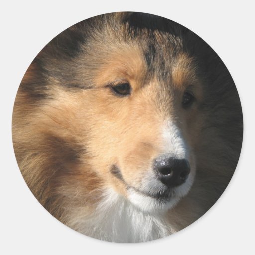Pretty sheltie face round sticker