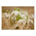 Pretty Snowdrops Cards