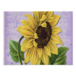 Pretty Sunflower On Sheet Music Photograph