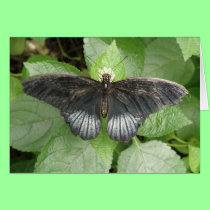 Pretty Tropical Butterfly and Flower Greeting Card cards