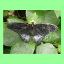 Pretty Tropical Butterfly and Flowers Postcard postcards