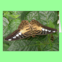 Pretty Tropical Clipper Butterfly Greeting Card cards