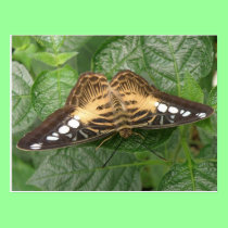 Pretty Tropical Clipper Butterfly Postcard postcards
