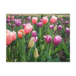 Pretty Tulips postcards