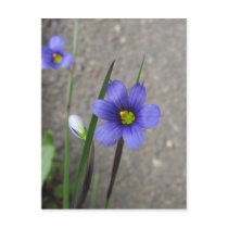Pretty Weed ~ postcard