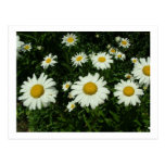 pretty white daisy flowers. postcards