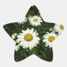 pretty white daisy flowers. sticker