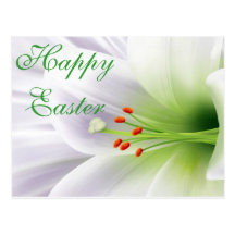 Pretty White Easter Lily Post Cards