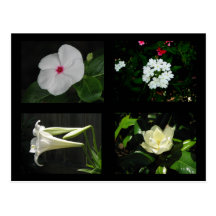 Pretty White Flower Collection Post Card