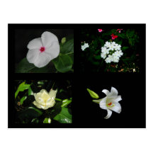Pretty White Flower Collection Post Cards