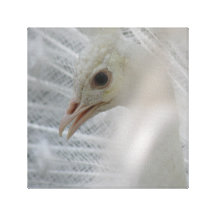 Pretty White Peacock Canvas Print