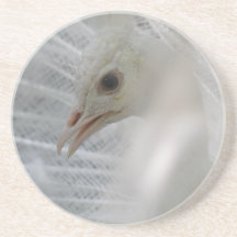 Pretty White Peacock Coaster