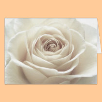Pretty White Rose cards