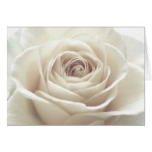 Pretty White Rose Greeting Card