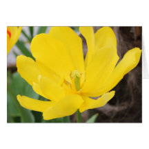 pretty yellow tulip flower. floral nature garden card