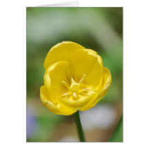 Pretty Yellow Tulip Greeting Cards
