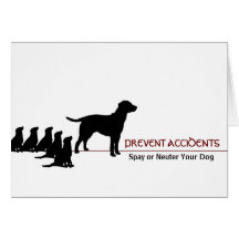 "Prevent Accidents" (dogs) Cards