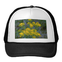 Prickly Pear But Not Cactus Hat