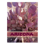 Prickly Pear Cactus - Arizona Travel Postcard postcards