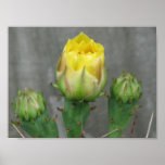Prickly Pear Cactus Bloom posters