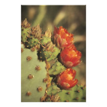 Prickly pear cactus in bloom, Arizona-Sonora 2