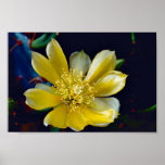 Prickly Pear Cactus Posters