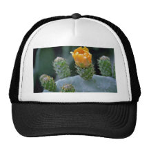 Prickly pear flower, Paphos, Cyprus  flowers Hats
