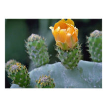 Prickly pear flower, Paphos, Cyprus  flowers Invite
