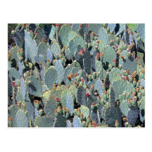 Prickly Pear Postcard