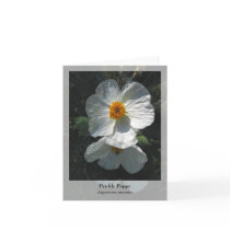 Prickly Poppy - Native Notecard
