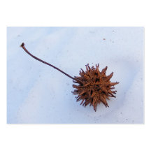 Prickly Seed ~ ATC card Business Card Template