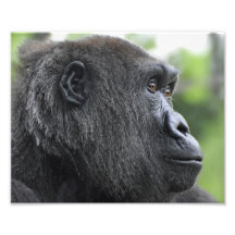 Primate Eyes Photographic Print
