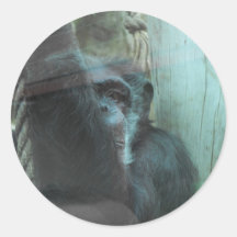 Primate Sticker