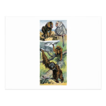 Primates - four post cards