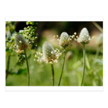 Primavera/Spring Tarjeta Postal