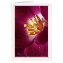 Prime of Life Cards