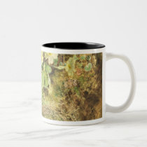 Primroses and Birds' Nests mugs
