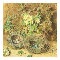 Primroses and Birds' Nests posters