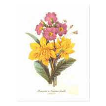 Primula and daffodils post card